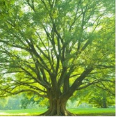 東久留米市・東京都内の海洋散骨樹木葬・